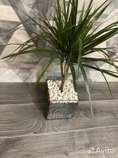 Пальма драцена