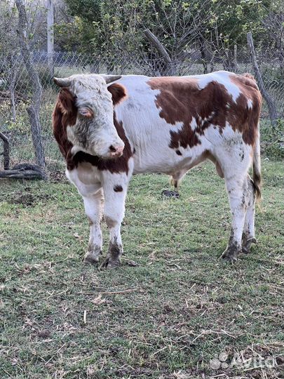 Бычки на откорм сименталы