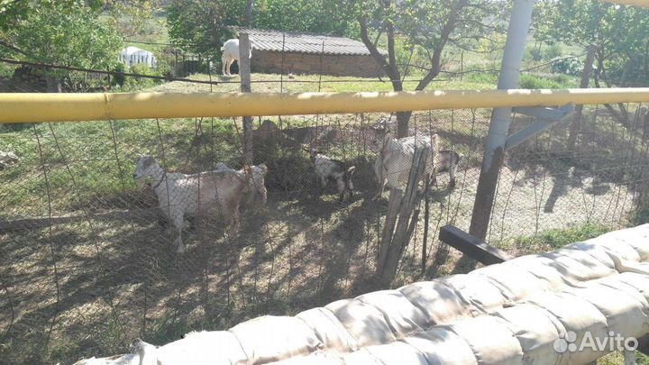 Козёл и коза породы 