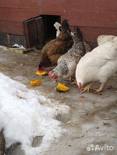 Инкубационное яйцо кур