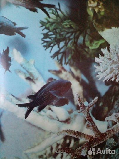 Креветки и раки