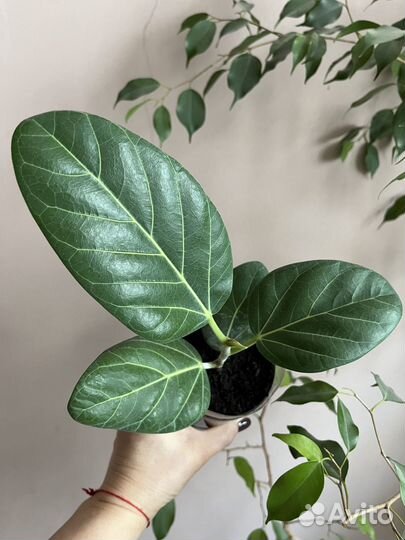 Комнатные цветы