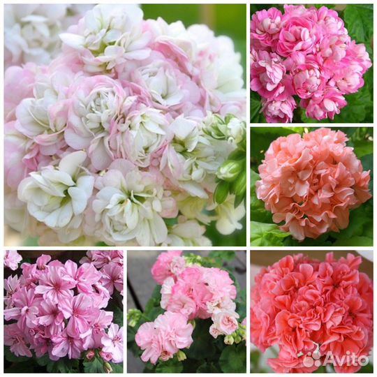 Сортавая Пеларгония герань