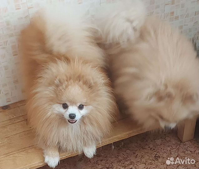 Померанский шпиц