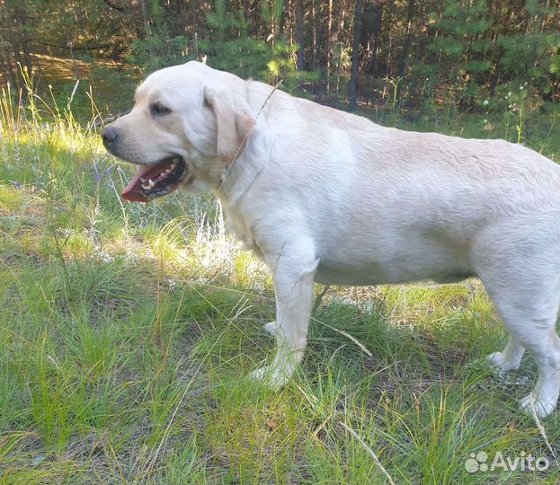 Лабрадетки