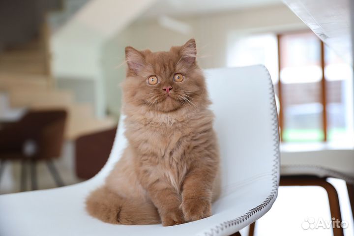 Мальчик в модном типе и редком окрасе циннамон