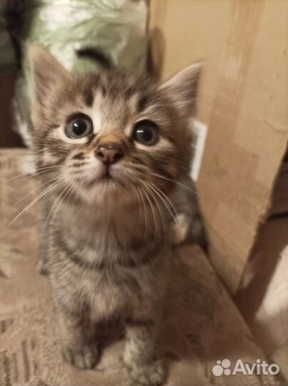 Котятки в добрые ручки