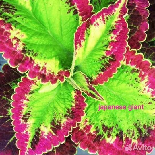 Колеусы более 150 сортов Севастополь Фиолент