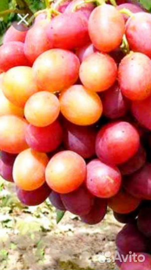 Черенки и саженцы винограда