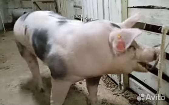 Семя Хряка Дюрок, Пьетрен