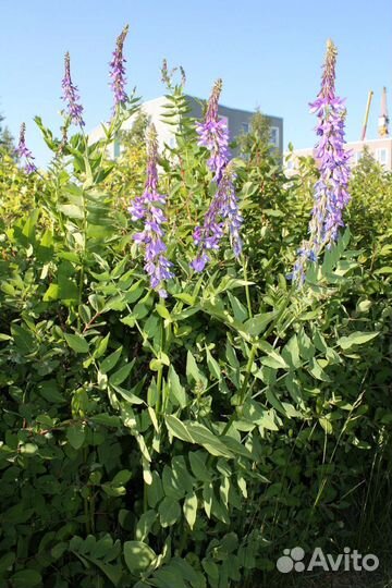 Семена многолетних трав и медоносов