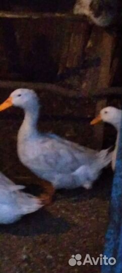 Утки селезень