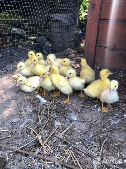 Инкубационное яйцо индоутки/утка/индюшата