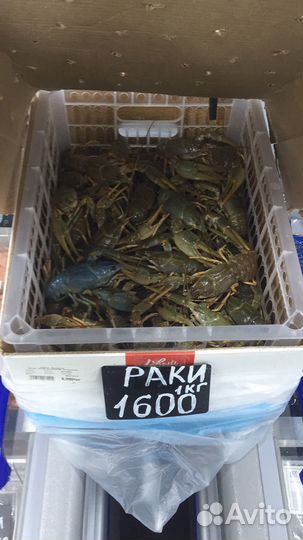 Живые раки с доставкой