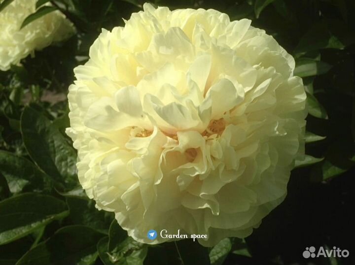 Пионы саженцы. Пионы корни