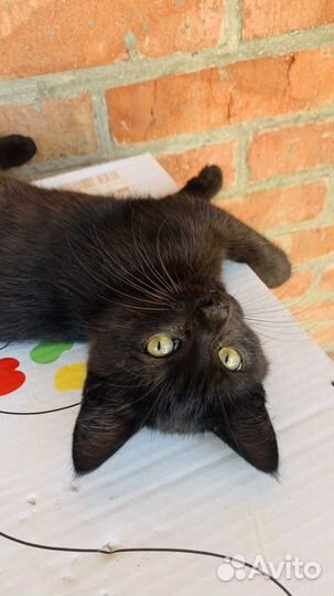 Котята в добрые руки даром