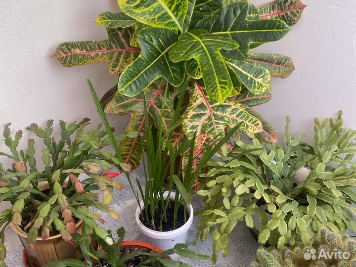 Продам цветы комнатные