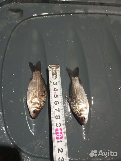 Живец для рыбалки