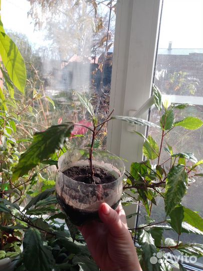 Гибискус Купера, фуксия, кактус