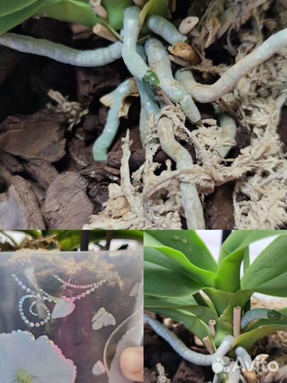 Орхидеи фаленопсис