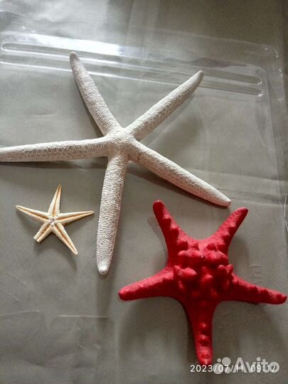 Звёздочки морские