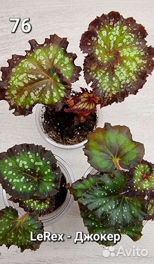 Бегония декоративно лиственная