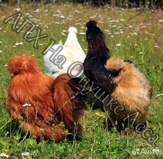 Цыплята китайской шелковой разного возраста