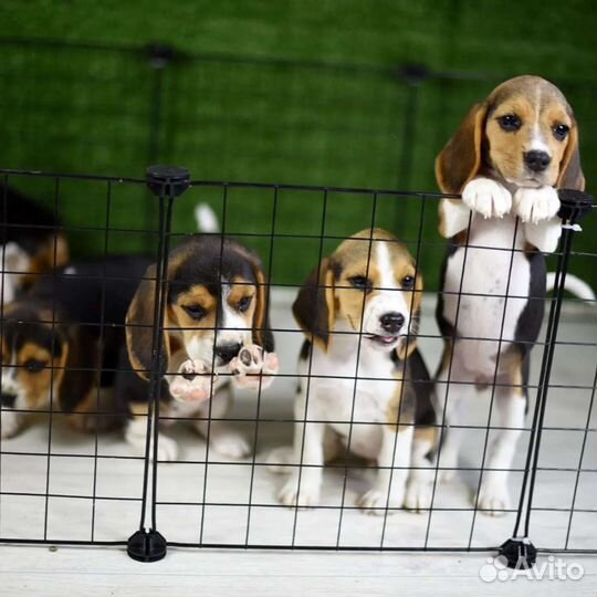 Бигли мальчики и девочки