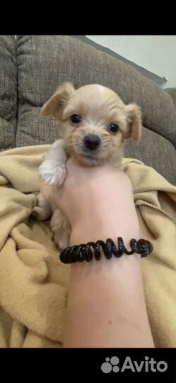 Щенки чорки