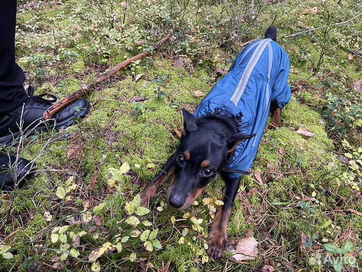 Одежда для собак