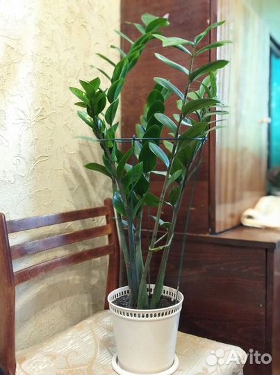 Замиокулькас