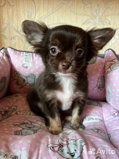 Чихуахуа мальчики