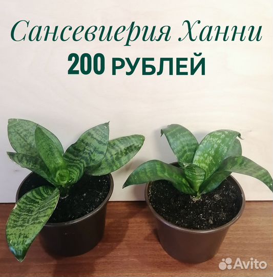 Сансевиерия Ханни. Молочай беложильчатый