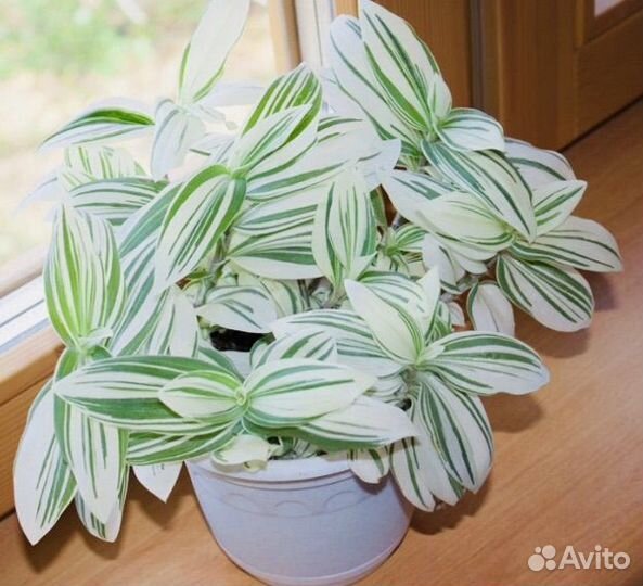 Традесканция Альбовитата,Триколор