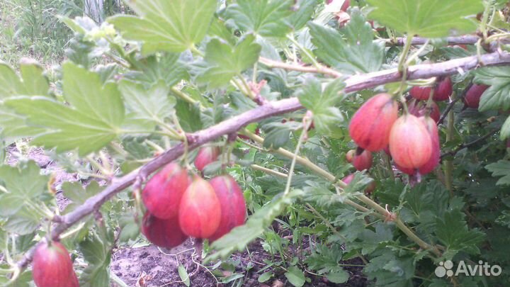 Саженцы крыжовника