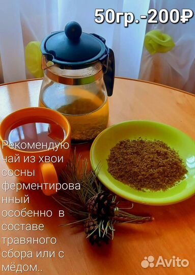 Почки сосны