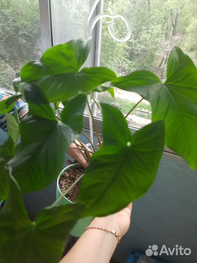 Цветок декабрист и другие