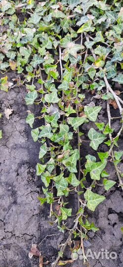 Цветы многолетники