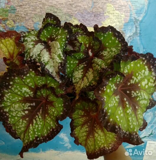 Бегонии королевские