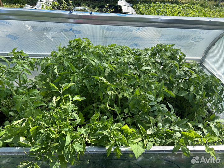 Рассада помидор