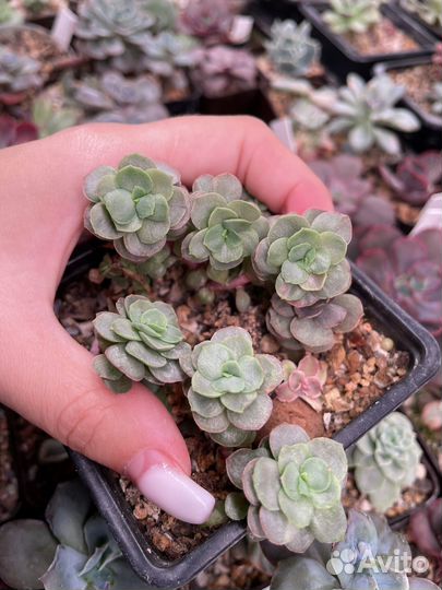 Суккуленты