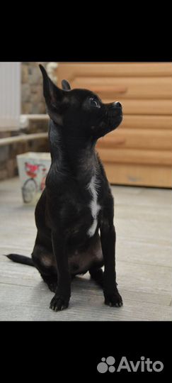 Чихуахуа мини