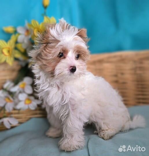 Щенки Голддаст Йорки 3 мальчика