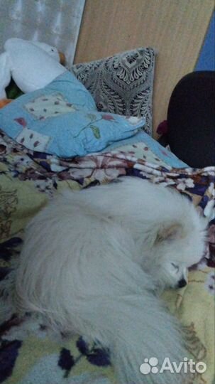 Шпиц вязка ищем подружку