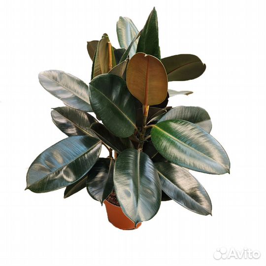 Высокие комнатные растения