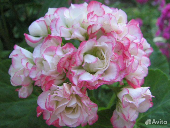 Пеларгония розебудная