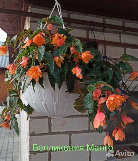 Белликония