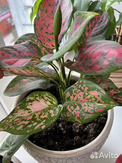 Аглаонема Спотед Стар