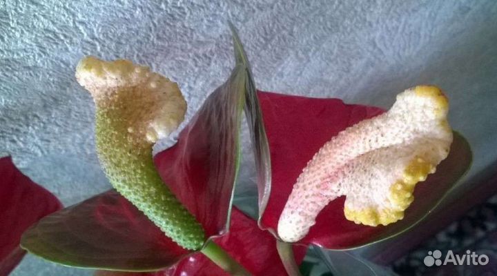 Антуриум Шелл Коралл