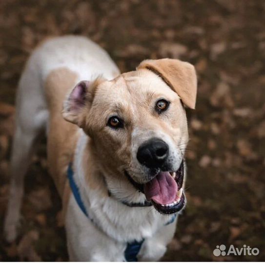 Собака в добрые руки